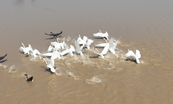 江西鄱阳湖南矶湿地冬候鸟开始集结北迁