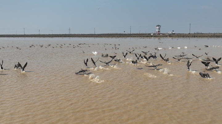 江西鄱阳湖南矶湿地冬候鸟开始集结北迁